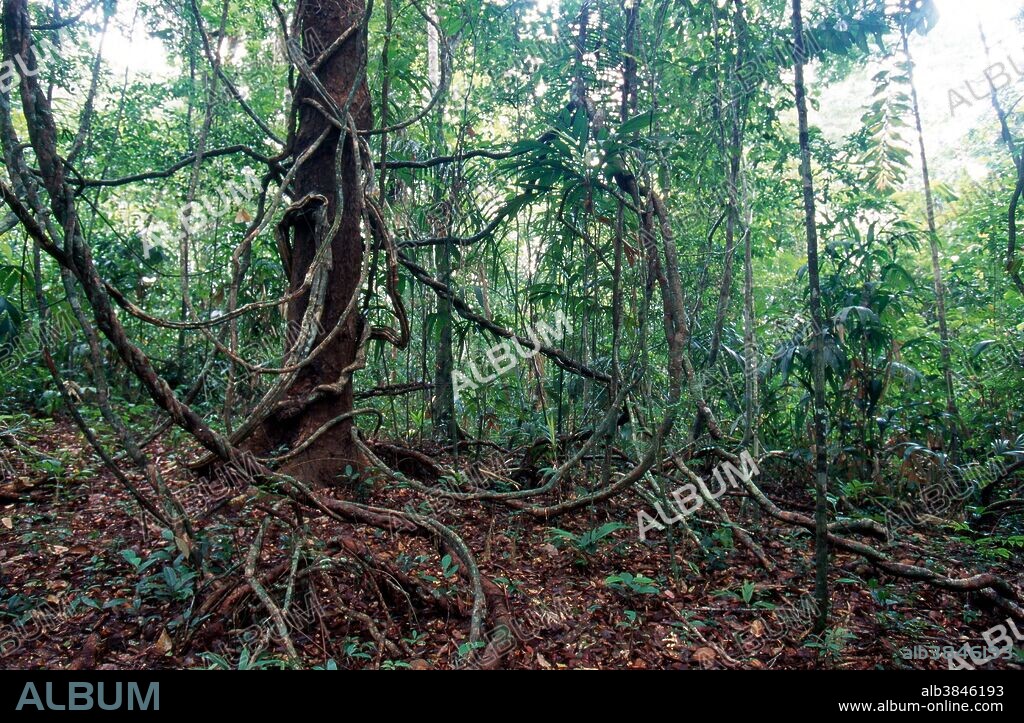 Lianas in the rainforest in Canaima National Park, Venezuela.