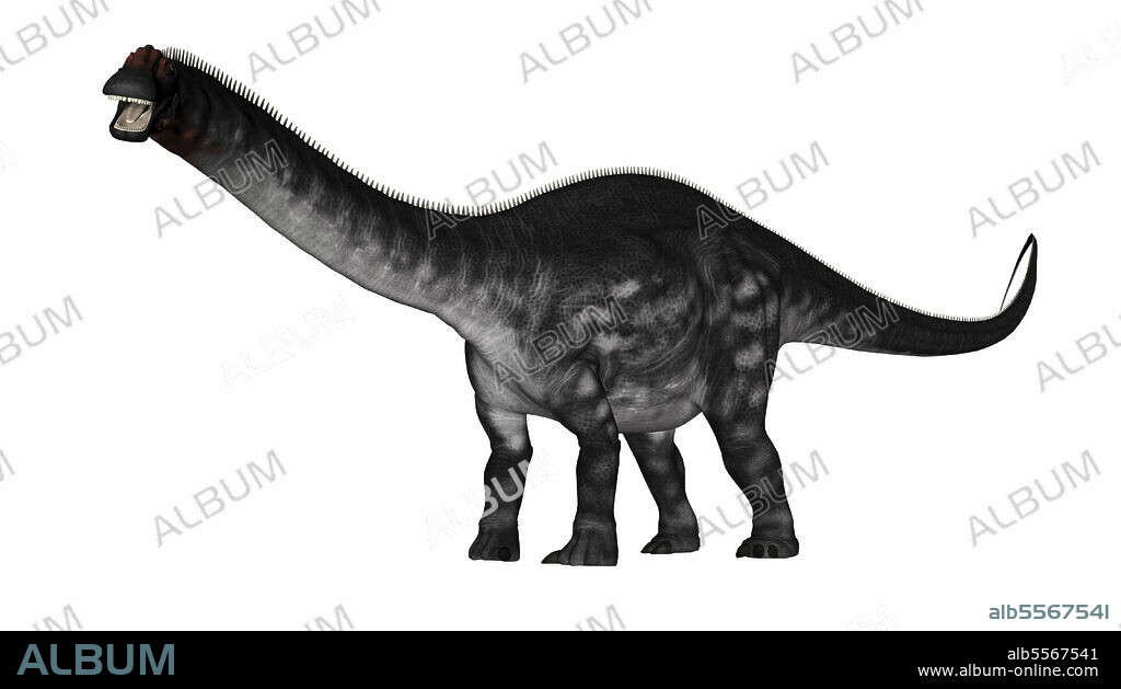 Apatosaurus dinosaur isolated on white background, side view.