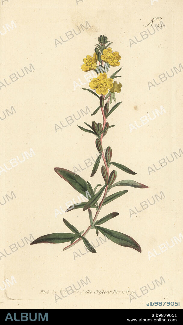 Little evening primrose, small sundrops, or small evening primrose, Oenothera perennis. Dwarf oenothera, Oenothera pumila. Native to North America and Canada, introduced by Philip Miller to Chelsea Physic Garden in 1757. Handcoloured copperplate engraving after a botanical illustration from William Curtis's Botanical Magazine, Stephen Couchman, London, 1796.