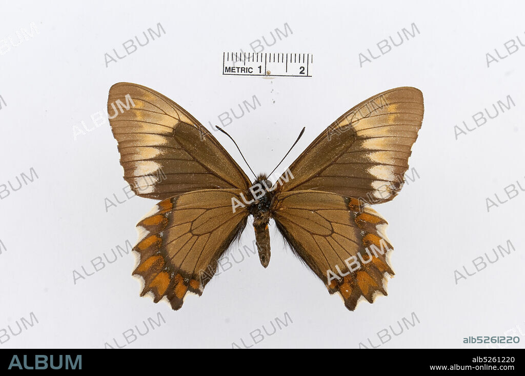 Pinned, Battus madyes, Animalia, Arthropoda, Insecta, Lepidoptera, Papilionidae, Papilioninae.