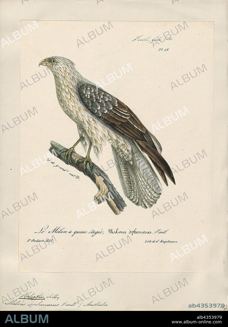 Haliastur sphenurus, Print, The whistling kite (Haliastur sphenurus) is a medium-sized diurnal raptor found throughout Australia (including coastal islands), New Caledonia and much of New Guinea (excluding the central mountains and the northwest). Also called the whistling eagle or whistling hawk, it is named for its loud whistling call, which it often gives in flight. Some authorities put this species in the genus Milvus, despite marked differences in behaviour, voice and plumage between this species and other members of that genus., 1825-1834.