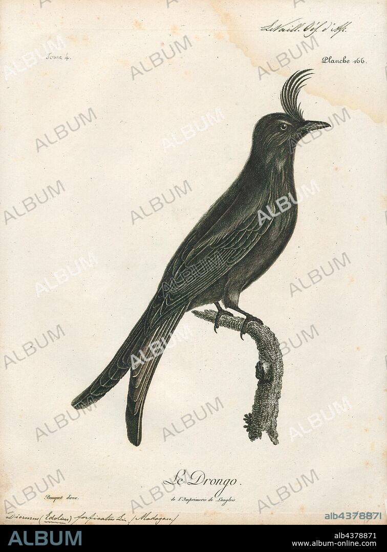 Dicrurus forficatus, Print, The crested drongo (Dicrurus forficatus) is a passerine bird in the family Dicruridae. It is black with a bluish-green sheen, a distinctive crest on the forehead and a forked tail. There are two subspecies; D. f. forficatus is endemic to Madagascar and D. f. potior, which is larger, is found on the Comoro Islands. Its habitat is lowland forests, both dry and humid, and open savannah country. It is a common bird and the IUCN has listed it as "least concern"., 1796-1808.