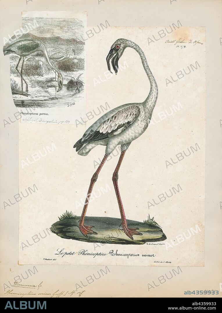 Phoenicopterus minor, Print, The lesser flamingo (Phoenicoparrus minor) is a species of flamingo occurring in sub-Saharan Africa, with another population in India. Birds are occasionally reported from further north, but these are generally considered vagrants. It was moved from the genus Phoeniconaias to Phoenicoparrus in 2014., 1825-1834.