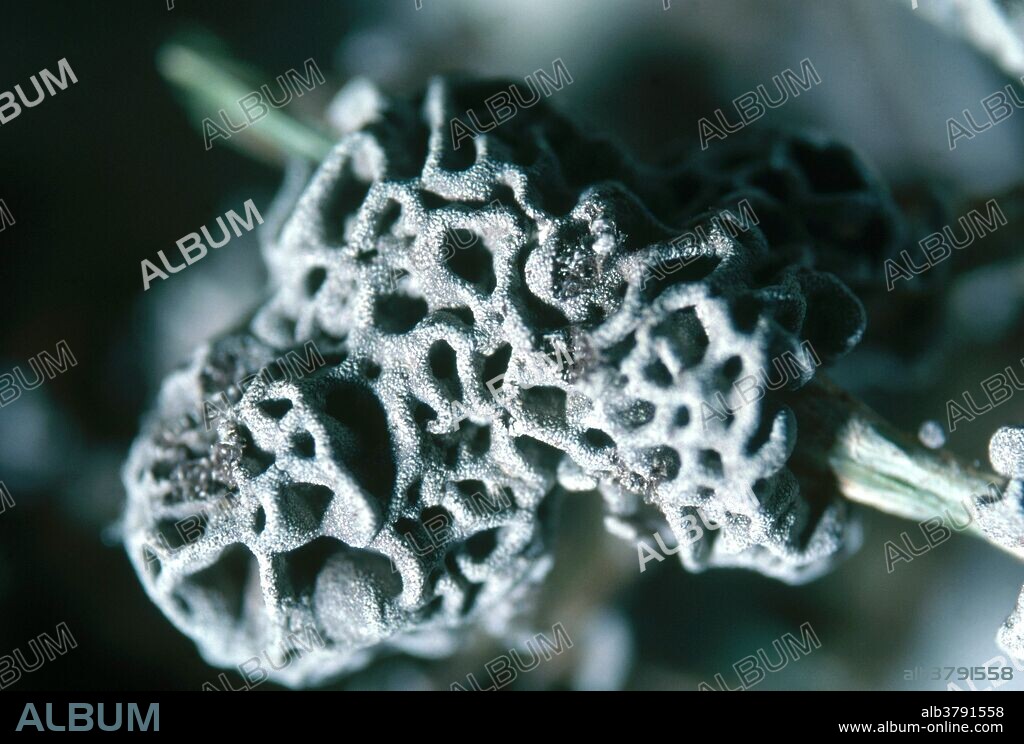 Physarum gyrosum, a slime mold. Magnification x3.5.