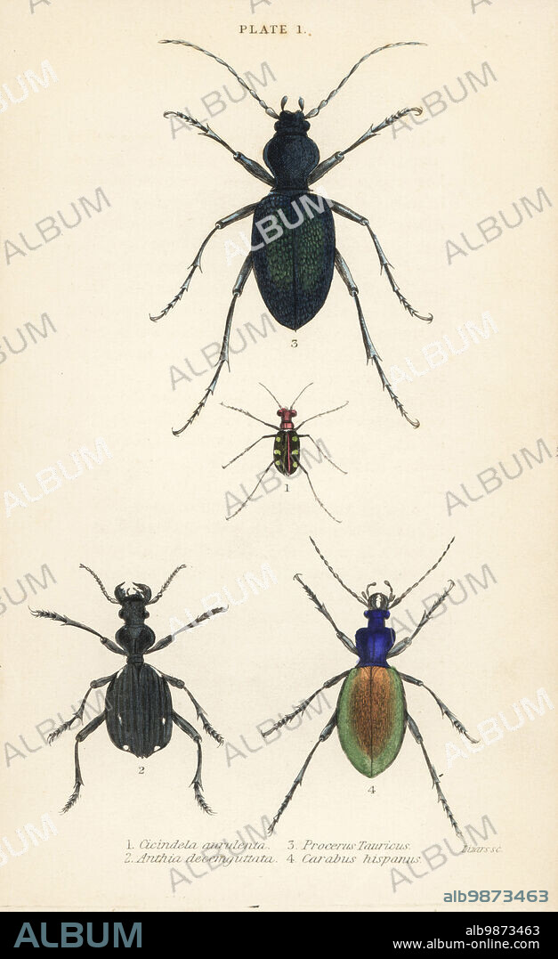 Blue-spotted or golden-spotted tiger beetle, Cicindela aurulenta 1, saber-toothed ground beetle, Anthia decemguttata 2, huge violet ground beetle, Carabus scabrosus tauricus 3, and ground beete, Carabus hispanus 4. Handcoloured steel engraving by William Lizars from James Duncans Natural History of Beetles, in Sir William Jardines Naturalists Library, W.H, Lizars, Edinburgh, 1835. James Duncan was a Scottish zoologist and entomologist 1804-1861.