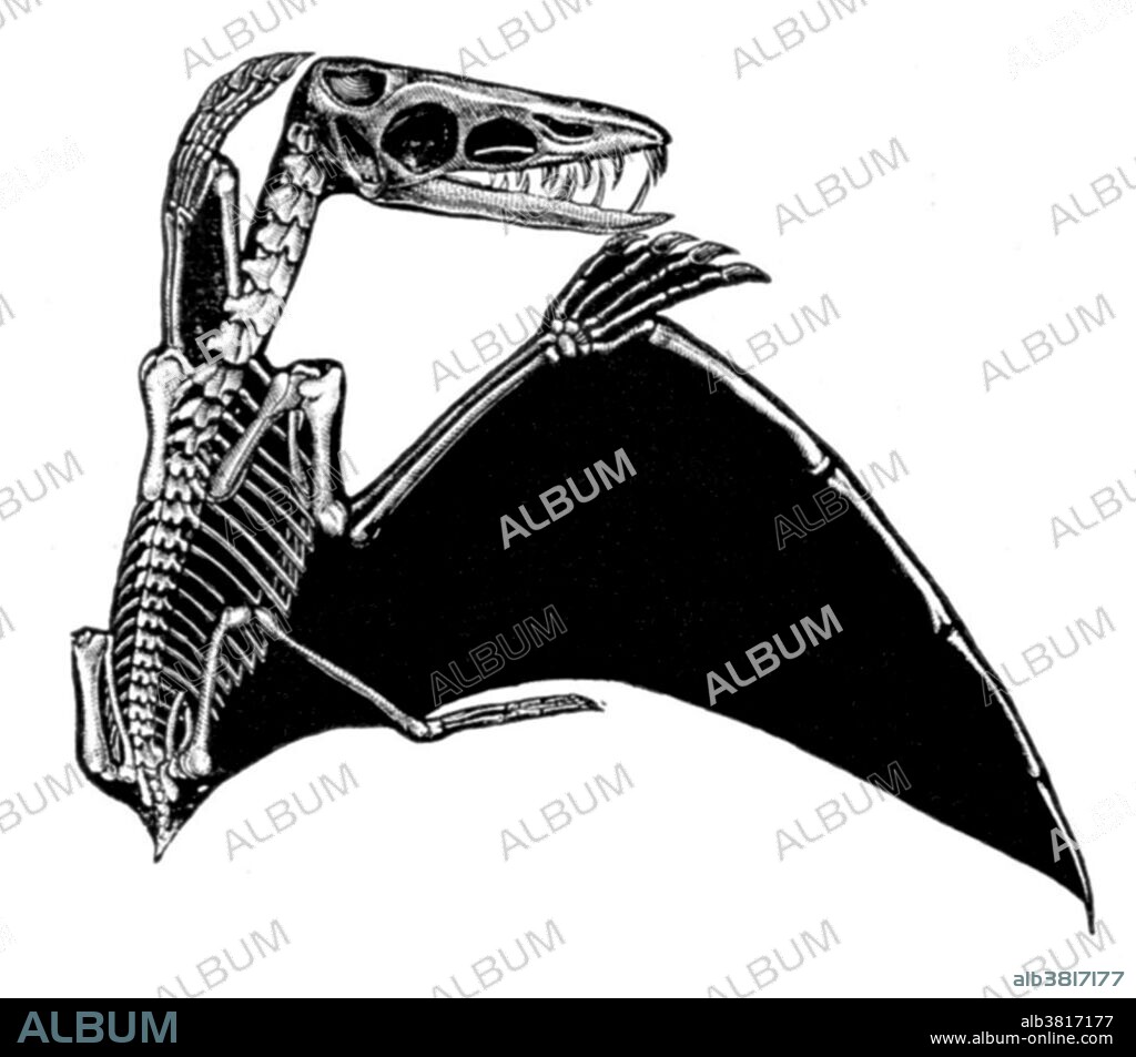 Pterodactyl, Extinct Flying Reptile - Album alb3817177