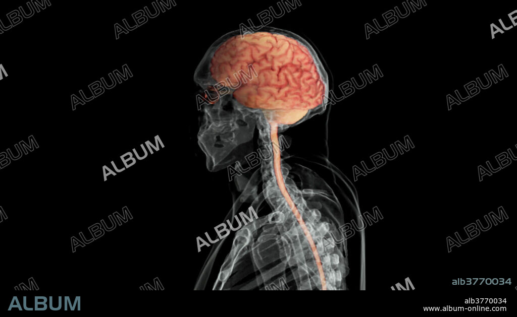 A visualization of the brain and spinal cord, lateral view.