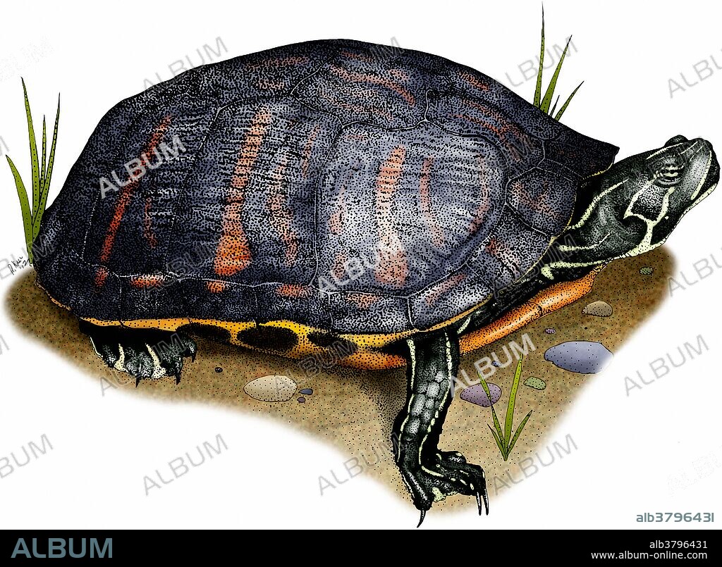 Florida red bellied turtle (Pseudemys nelsoni). Illustration.