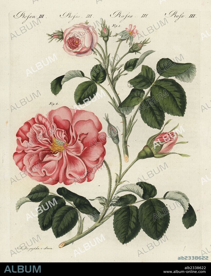 Small pink centifolia rose, Rosa centifolia minor, and Frankfort rose, Rosa turbinata. Handcoloured copperplate engraving from an illustration drawn from nature by Stark from Friedrich Johann Bertuch's "Bilderbuch fur Kinder" (Picture Book for Children), Weimar, 1802.