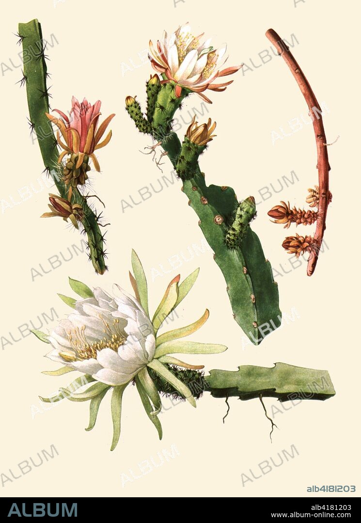 Nathaniel Lord Britton (January 15, 1859 – June 25, 1934) was an American botanist and taxonomist who co-founded the New York Botanical Garden in the Bronx, New York.  He authored the book "The Cactaceae" about the cactus.  These are plates from his illustrate work.
