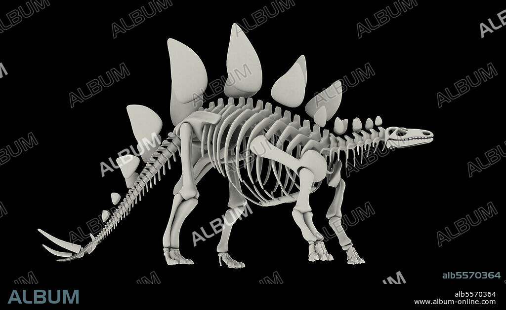 Skeletal system of Stegosaurus, side view.