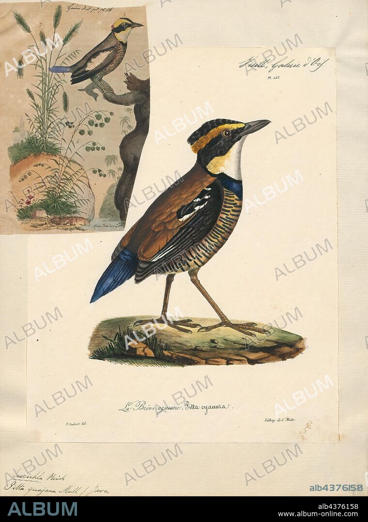 Pitta guajana, Print, The Javan banded pitta (Hydrornis guajanus) is a species of bird in the family Pittidae. It is found in Java and Bali. It was formerly considered conspecific with the Bornean and Malayan banded pittas. Together, they were referenced as the banded pitta., 1825-1834.