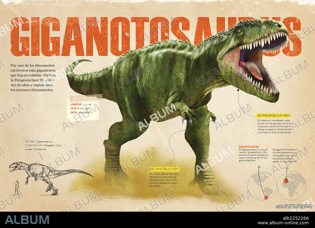 Giganotosaurus. Infographics showing the Giganotosaurus, one of the biggest carnivorous dinosaurs of the Cretaceous period.