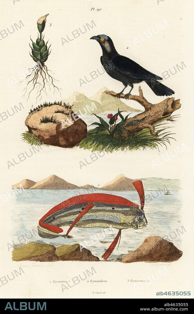 Ribbonfish, Trachipterus trachypterus 1, bare-necked fruitcrow, Gymnoderus foetidus 2, and moss, Gymnostomum species 3. Gymnetre, Gymnodere, Gymnostome. Handcoloured steel engraving by Pfitzer after an illustration by A. Carie Baron from Felix-Edouard Guerin-Meneville's Dictionnaire Pittoresque d'Histoire Naturelle (Picturesque Dictionary of Natural History), Paris, 1834-39.