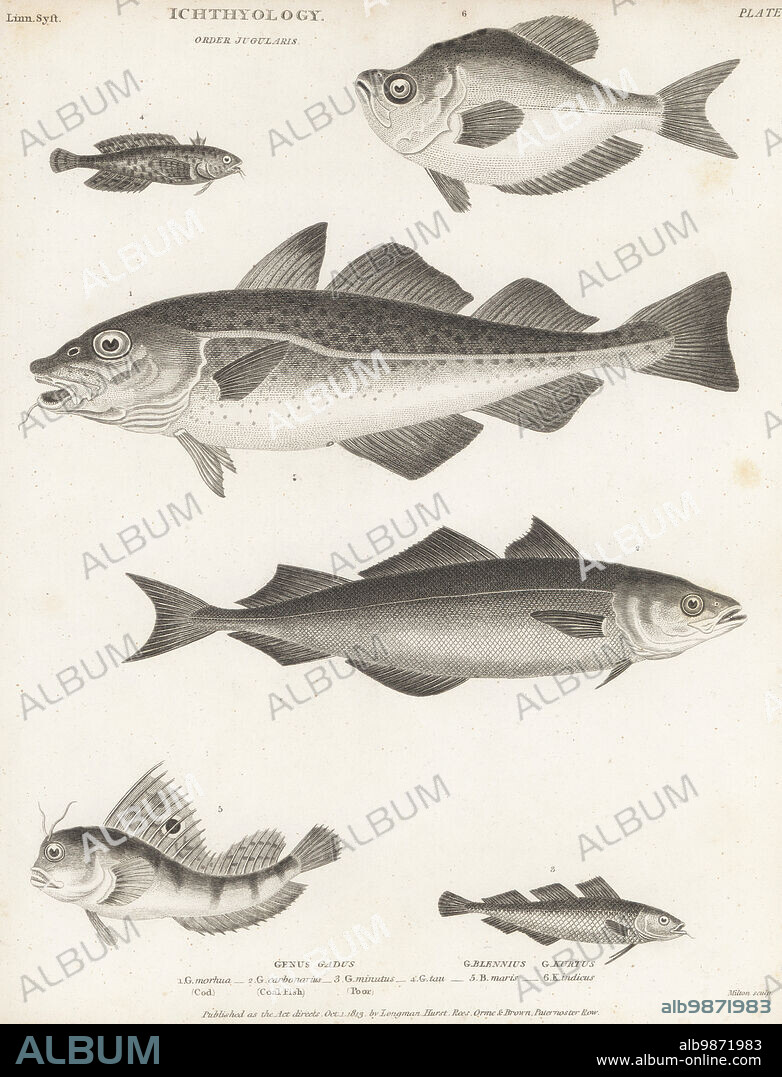 Atlantic cod, Gadus morhua 1, saithe, Pollachius virens 2, poor cod, Trisopterus minutus 3, oyster toadfish, Opsanus tau 4, butterfly blenny, Blennius ocellaris 5, and Indian humphead, Kurtus indicus 6. Copperplate engraving by Thomas Milton from Abraham Rees' Cyclopedia or Universal Dictionary of Arts, Sciences and Literature, Longman, Hurst, Rees, Orme and Brown, Paternoster Row, London, October 1, 1813.