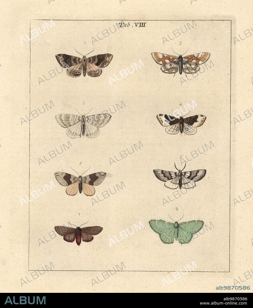 Clouded carpet or phoenix, Eulithis prunata 1, brown China-mark, Elophila nymphaeata 2, grey waved 3, short-cloak carpet, Euphyia biangulata 4, chocolate bar 5, unnamed 6,7, and small emerald, Hemistola chrysoprasaria 8. Handcoloured copperplate engraving drawn and engraved by Moses Harris from his own Exposition of English Insects, Including the several Classes of Neuroptera, Hymenoptera, Diptera, or Bees, Flies and Libellulae, White and Robson, London, 1782.