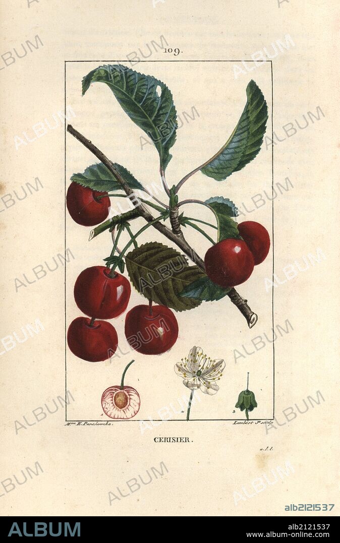 Cherry tree, Prunus cerasus, with fruit, blossom, leaf and stone. Handcoloured stipple copperplate engraving by Lambert Junior from a drawing by Madame Ernestine Panckoucke from Chaumeton, Poiret et Chamberet's "La Flore Medicale," Paris, Panckoucke, 1830. Anne-Ernestine Panckoucke (1784-1860) was a talented student of Pierre-Joseph Redoute and wife of the publisher Panckoucke.