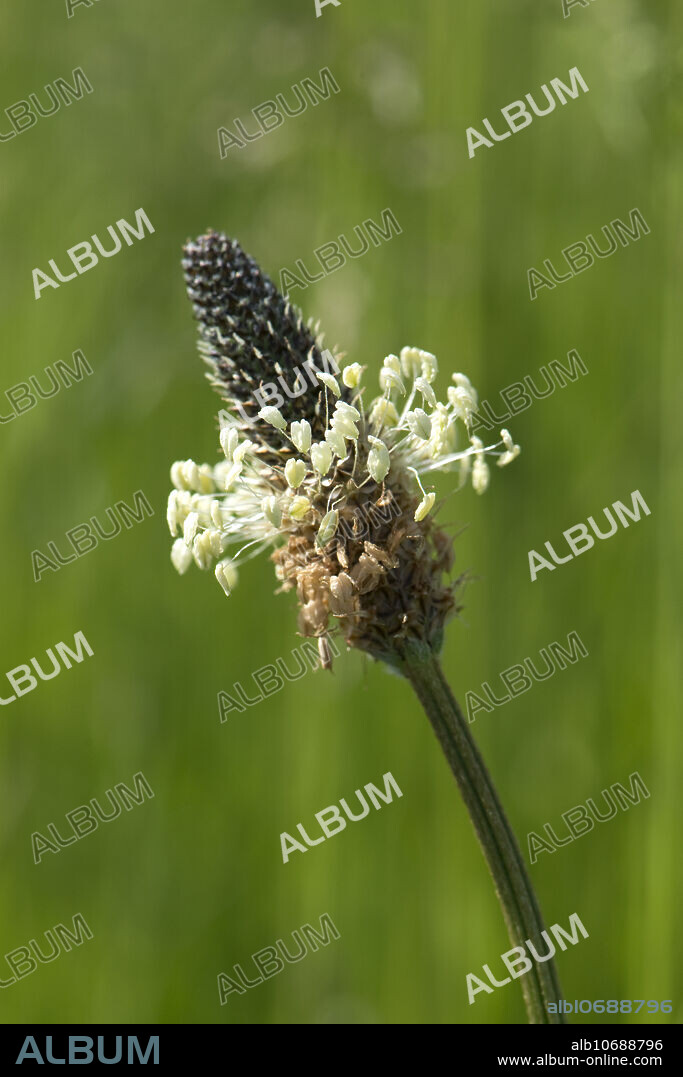 Flower and anthers of ribwort or narrowleaf plantain, Plantago lanceolata, plant on wasteground, Berkshire, May.