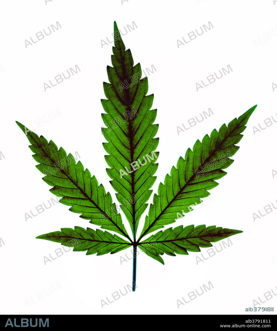 Marijuana plant leaf (Cannabis sativa) in transmitted light.