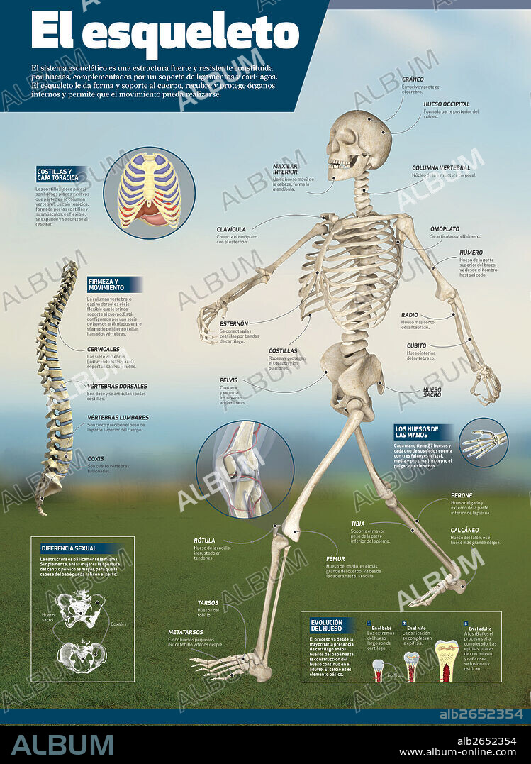 El esqueleto. Infografía del esqueleto humano. Detalle de los principales huesos, explicación de su desarrollo y diferencia del sistema esquelético entre hombres y mujeres.