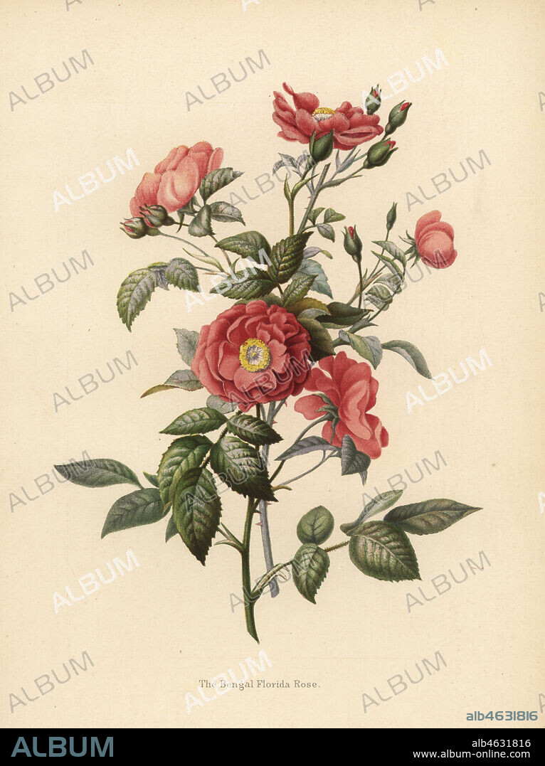 Bengal Florida rose, Rosa chinensis (Rosa bengalensis). Chromolithograph after a botanical drawing by Emily Eden from her Flowers from an Indian Garden: Second Series: Hope, Breidenbach & Co, Dusseldorf, 1860s. Eden was an English female aristocratic writer, novelist and traveler who accompanied her brother George in India from 1836 to 1842.