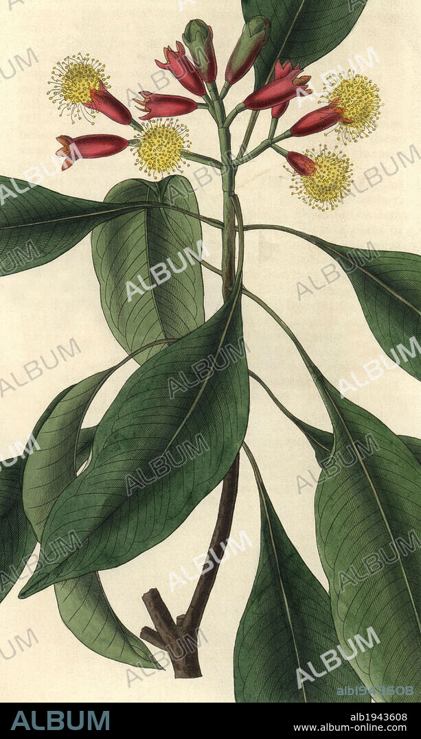 Caryophyllus aromaticus or Syzygium aromaticum. . Clove spice, a branch of the clove tree in flower with scarlet and yellow flowers.. . Illustration by WJ Hooker, engraved by Swan. Handcolored copperplate engraving from William Curtis's "The Botanical Magazine" 1827.. . William Jackson Hooker (1785-1865) was an English botanist, writer and artist. He was Regius Professor of Botany at Glasgow University, and editor of Curtis' "Botanical Magazine" from 1827 to 1865. In 1841, he was appointed director of the Royal Botanic Gardens at Kew, and was succeeded by his son Joseph Dalton. Hooker documented the fern and orchid crazes that shook England in the mid-19th century in books such as "Species Filicum" (1846) and "A Century of Orchidaceous Plants" (1849). A gifted botanical artist himself, he wrote and illustrated "Flora Exotica" (1823) and several volumes of the "Botanical Magazine" after 1827.