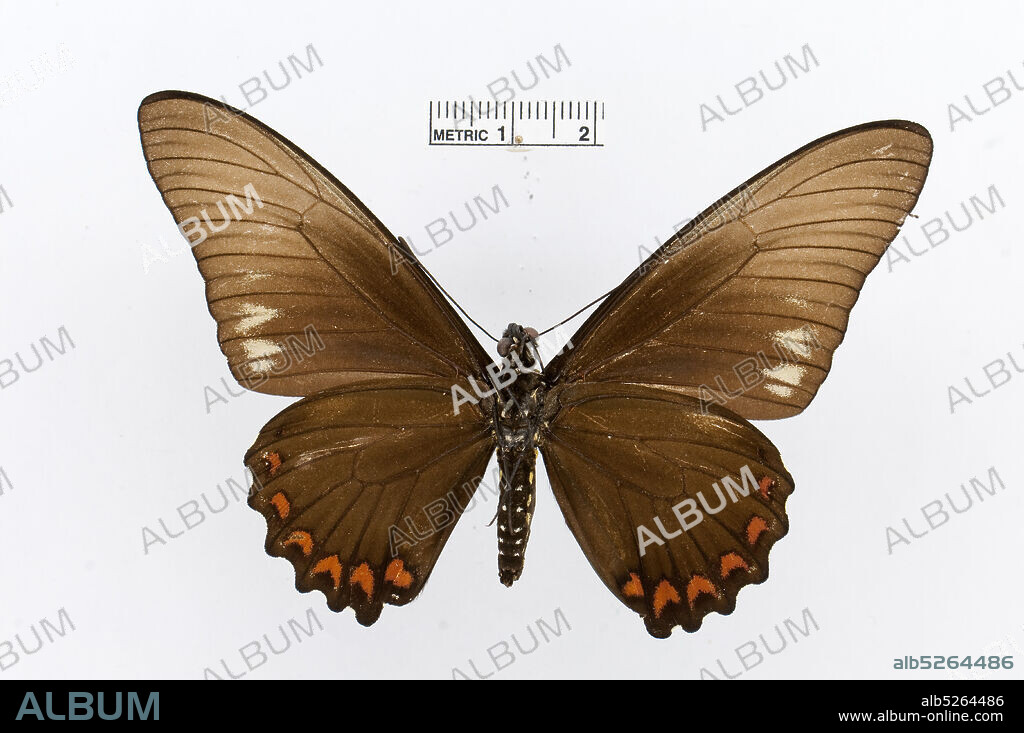 Pinned, Battus lycidas, Animalia, Arthropoda, Insecta, Lepidoptera, Papilionidae, Papilioninae.