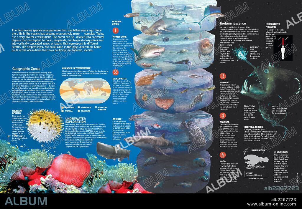 Life in the oceans. Infographic of the species which inhabit the oceans according to the climate conditions, the temperature and factors like climatic change.