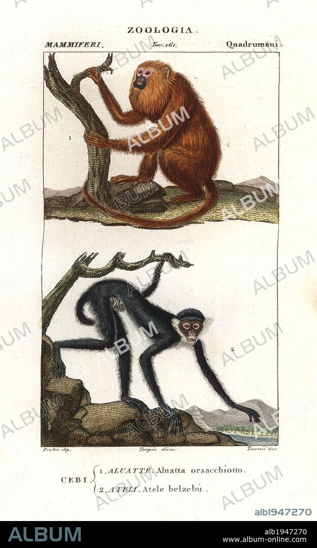 Red howler monkey, Alouatta seniculus, and white-fronted spider monkey, Ateles belzebuth (endangered). Handcoloured copperplate stipple engraving from Jussieu's "Dictionary of Natural Science," Florence, Italy, 1837. Illustration by J. G. Pretre, engraved by Terreni, directed by Pierre Jean-Francois Turpin, and published by Batelli e Figli. Jean Gabriel Pretre (1780~1845) was painter of natural history at Empress Josephine's zoo and later became artist to the Museum of Natural History. Turpin (1775-1840) is considered one of the greatest French botanical illustrators of the 19th century.