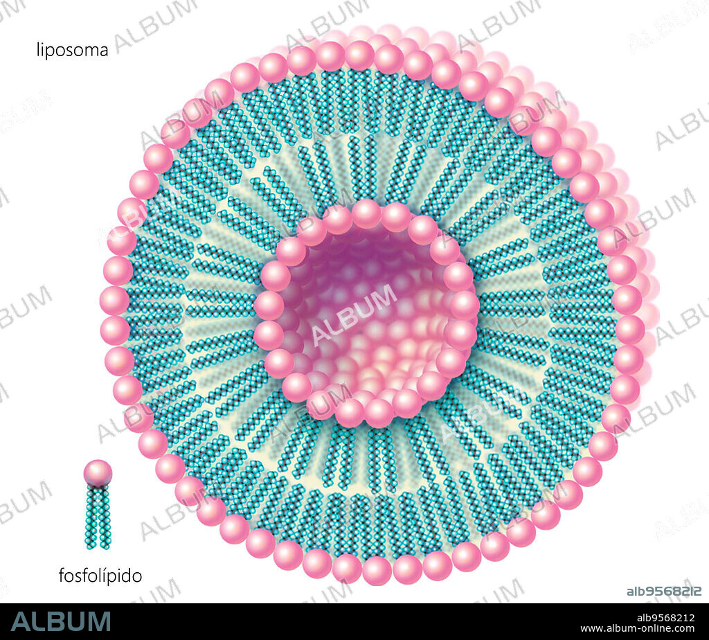 Phospholipids can form double-walled, hollow spheres called liposomes, useful to encapsulate molecules such as pharmaceuticals.