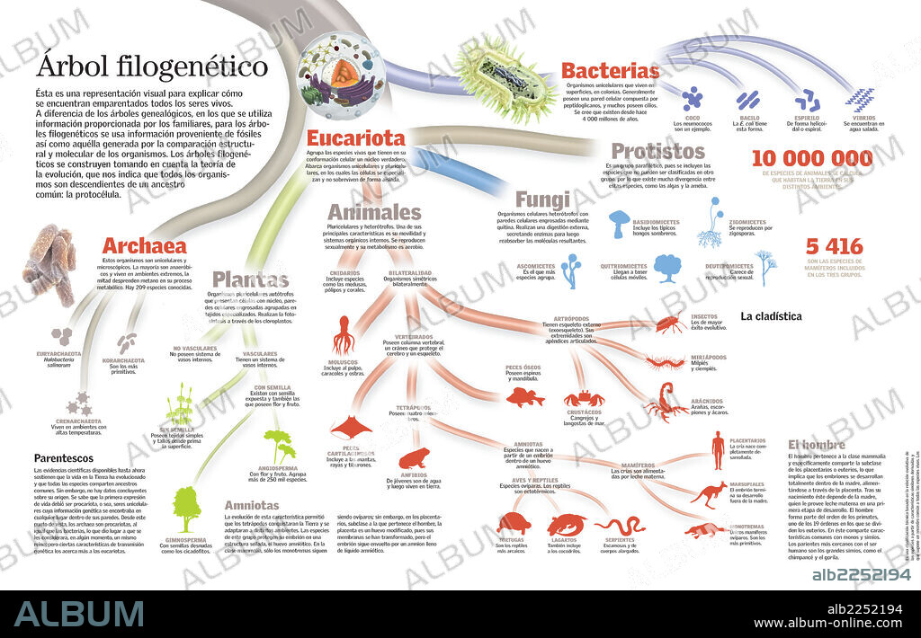 Árbol filogenético. Infografía del árbol filogenético de todos los seres vivos.