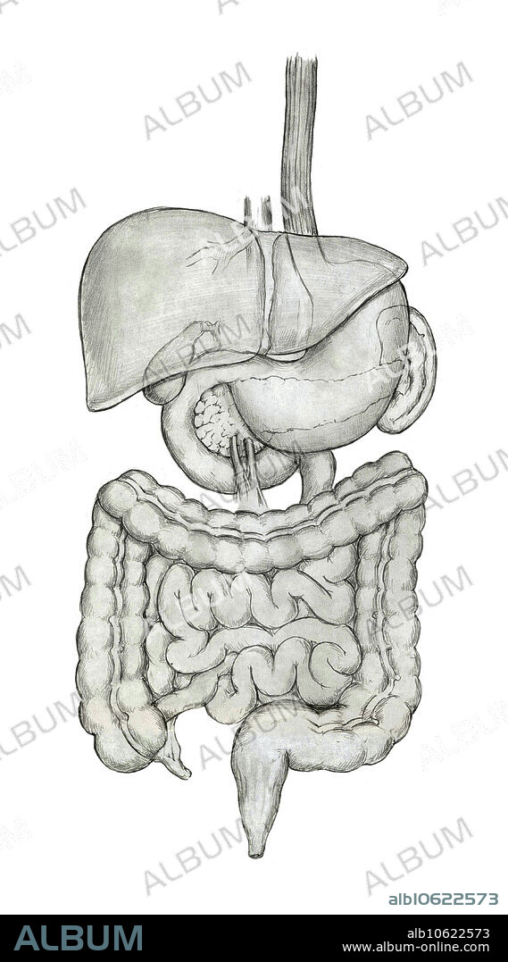 Diagram of the digestive system, showing the esophagus, liver, stomach, gallbladder, pancreas, intestines, rectum and anus.