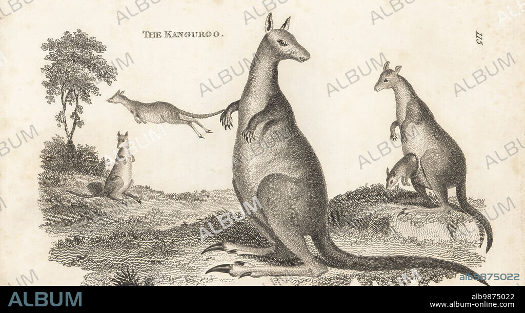 Eastern grey kangaroo, Macropus giganteus, male, female with joey, jumping male. The great kanguroo, Macropus major. After illustrations by George Stubbs and Julius Ibbetson. Copperplate engraving by James Heath from George Shaws General Zoology: Mammalia, G. Kearsley, Fleet Street, London, 1800.