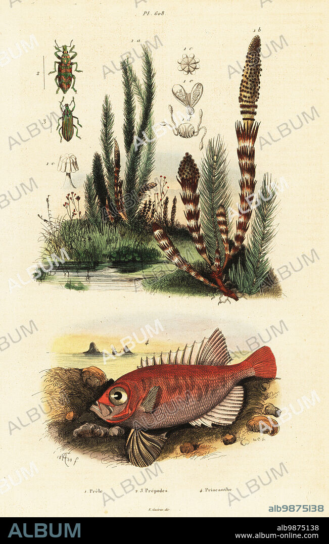 Longfinned bullseye, Cookeolus japonicus, Priacanthus japonicus, Water horsetail, Equisetum fluviatile, weevil, Prepodes spectabilis. Handcoloured steel engraving by du Casse after an illustration by Adolph Fries from Felix-Edouard Guerin-Meneville's Dictionnaire Pittoresque d'Histoire Naturelle (Picturesque Dictionary of Natural History), Paris, 1834-39. .