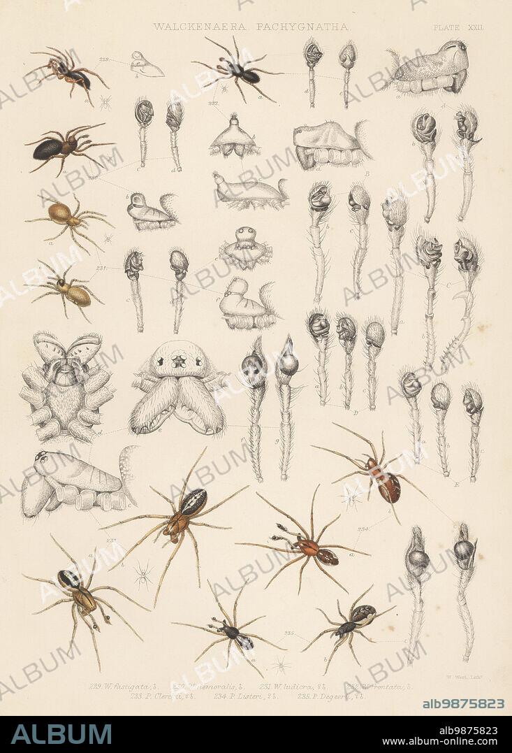 Sheet weaver spider, Trichopterna thorelli 229, dwarf spider, Pelecopsis nemoralis 230, Peponocranium ludicrum 231, Savignia frontata 232, long-jawed orbweavers, Pachygnatha clercki 233, Pachygnatha listeri 234, Pachygnatha degeeri 235, Lophomma punctatum A, Oedothorax gibbosus B, Erigone atra C, Neriene agrestis D, and Oedothorax fuscus E. Handcoloured lithograph by W. West from John Blackwalls A History of the Spiders of Great Britain and Ireland, Ray Society, London, 1861.