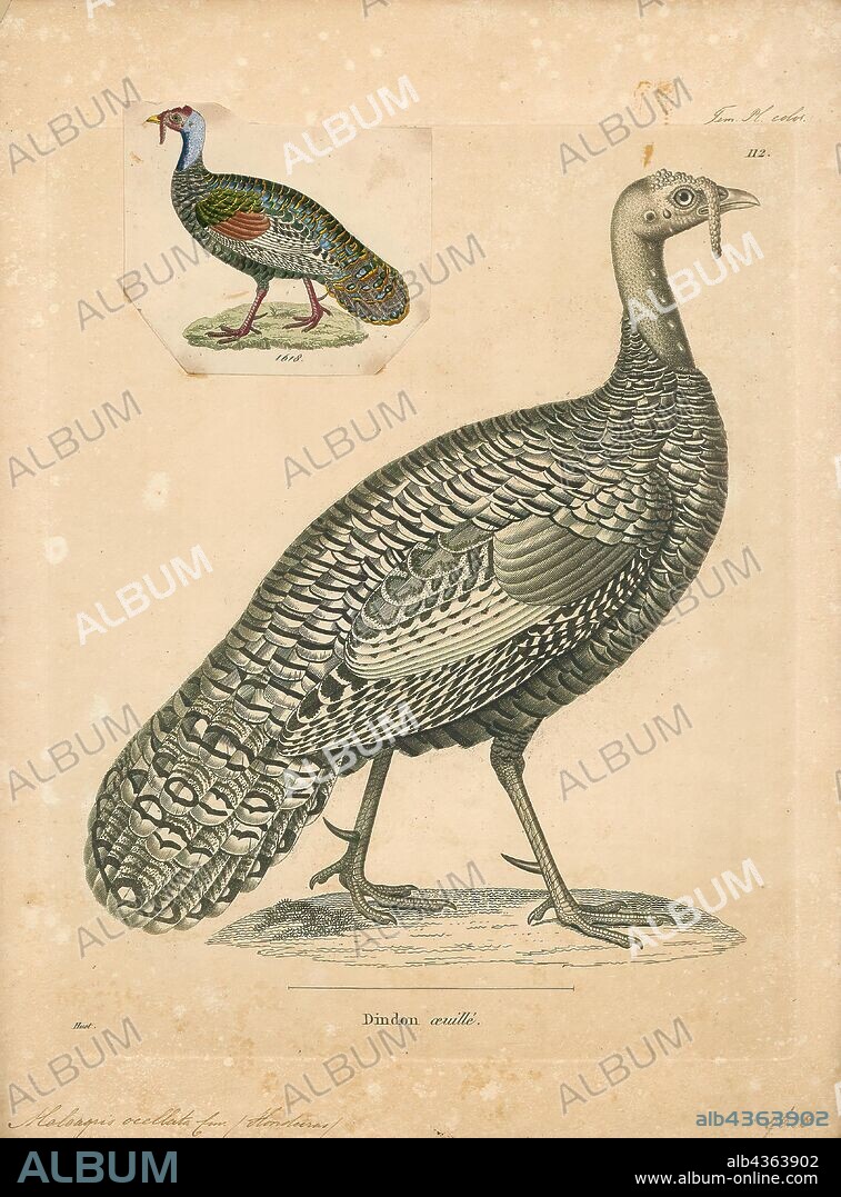 Meleagris ocellata, Print, The ocellated turkey (Meleagris ocellata) is a species of turkey residing primarily in the Yucatán Peninsula. A relative of the wild turkey (Meleagris gallopavo), it was sometimes previously treated in a genus of its own (Agriocharis), but the differences between the two turkeys are currently considered too small to justify generic segregation. It is a relatively large bird, at around 70–122 cm (28–48 in) long and an average weight of 3 kg (6.6 lb) in females and 5 kg (11 lb) in males., 1700-1880.