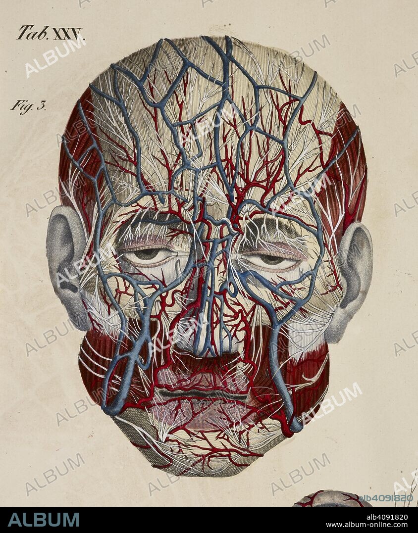 Anatomical drawing. Face. Circulatory system. Nerves. Eyes. Ears. Nose. Planches anatomiques du corps humain executeÌes dâ€™apreÌ€s les dimensions naturelles. Paris France 1826. Anatomical print of the human body with natural dimensions. Face. Circulatory system. Nerves. Eyes. Ears. Nose.    ANTOMMARCHI, C. Francesco.  Planches anatomiques du corps humain executeÌes dâ€™apreÌ€s les dimensions naturelles, accompagneÌes dâ€™un texte explicatif ... PublieÌes par le cte de Lasteyrie. (Explication des planches anatomiques, etc.). Source: 1899.h.24 Tab.25 fig. 3. Language: French.