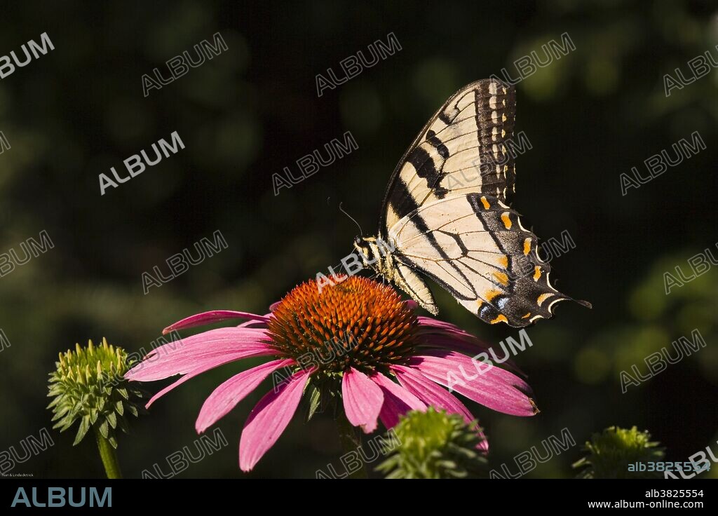 Eastern tiger swallowtail butterfly (Papilio glaucus)