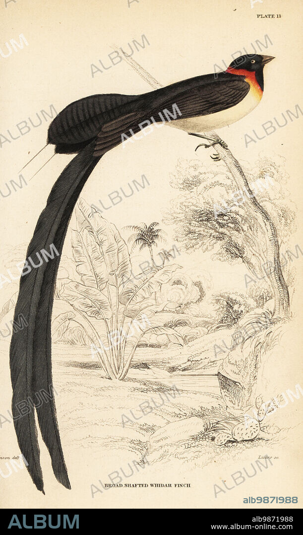 Long-tailed paradise-whydah, Vidua paradisaea. (Broad-shafted whidah finch, Vidua paradisea.) Handcoloured steel engraving by William Lizars after an illustration by William John Swainson from his Birds of Western Africa in Sir William Jardines Naturalists Library: Ornithology, Lizars, Edinburgh, 1837.