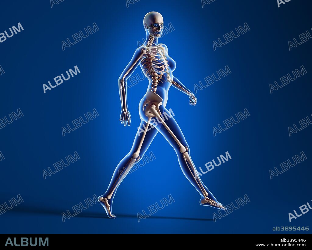 X-ray view of a naked woman walking, with skeletal bones superimposed. -  Album alb3895446