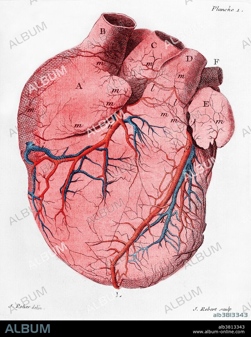 Heart, Anatomical Illustration, 18th Century - Album alb3813343