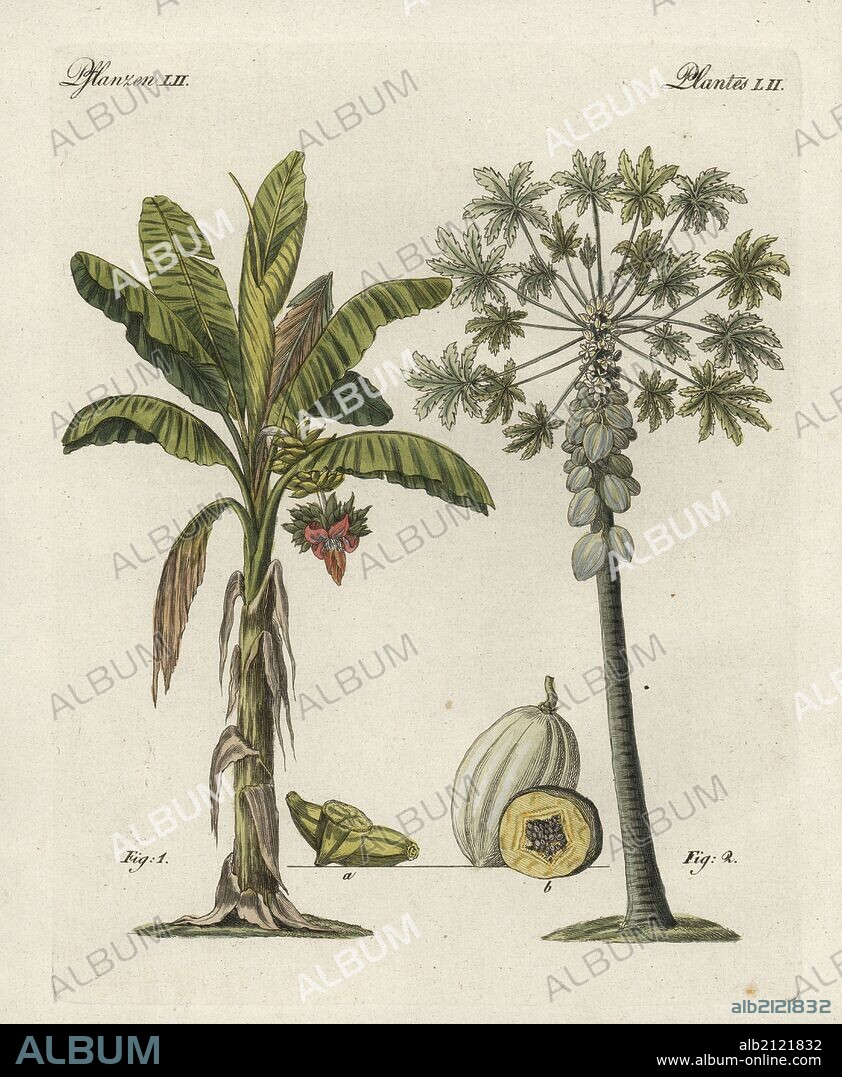 Buy PAPAYA Old Print 1876 Original Antique Botanical Illustration Pictures  of Papaw Papaa Carica Papaya Fruit Tree Vintage Plant Poster 8x11 Online in  India - Etsy