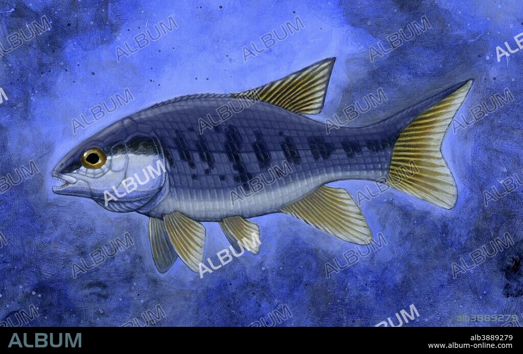 Semionotus (Flag-Back), an extinct genus of ray-finned fish. - Album  alb3889279