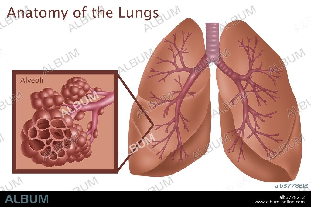 Lungs and Alveoli Album alb3778212