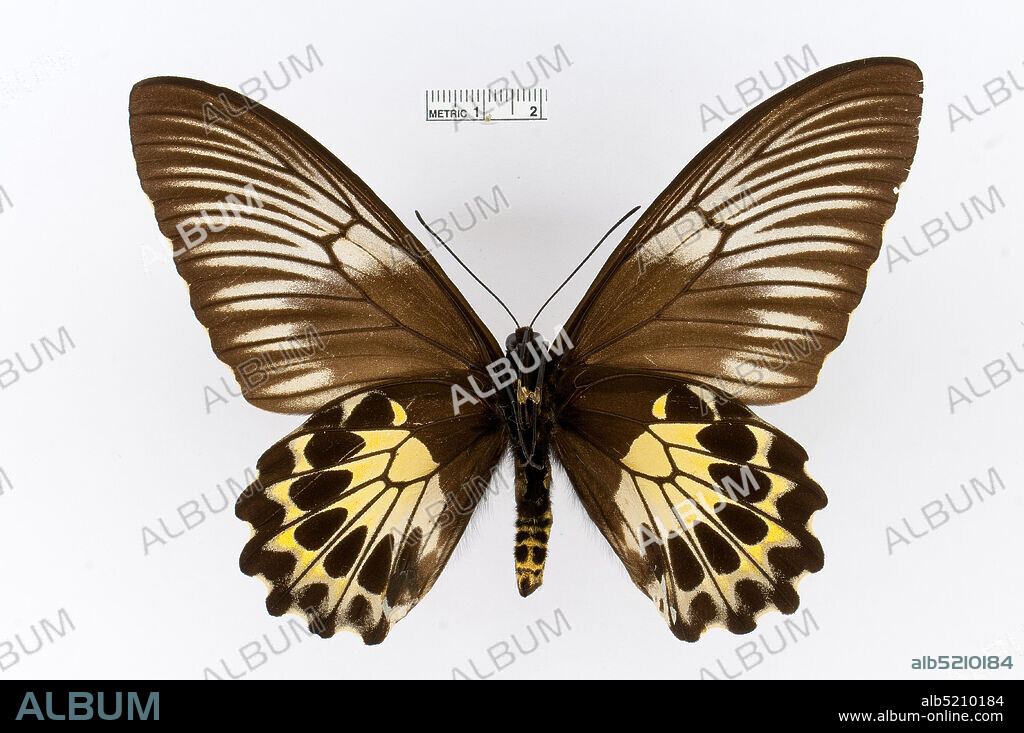 Pinned, Troides vandepolli, Animalia, Arthropoda, Insecta, Lepidoptera, Papilionidae, Papilioninae.
