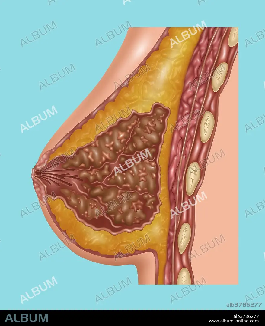 Anatomy of the Breast - Album alb3769769