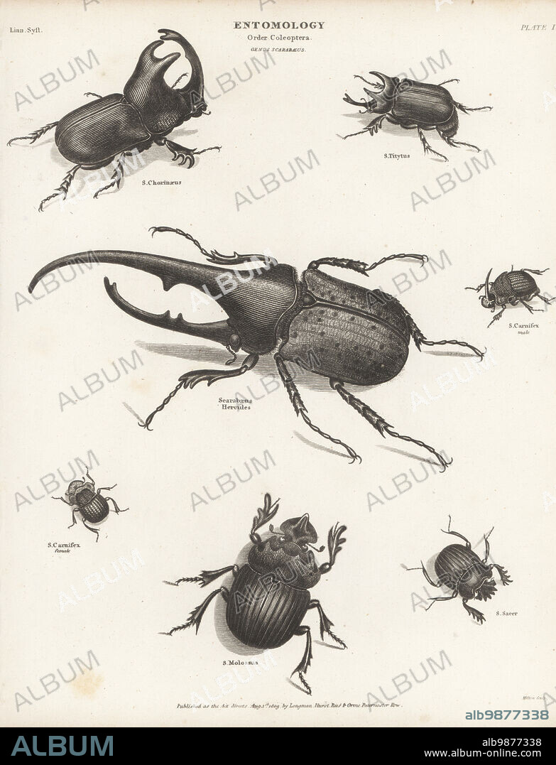 Zoological Print 1880 Coleopter online Coleoptera Beetles Scarab Hercules Insect Amato