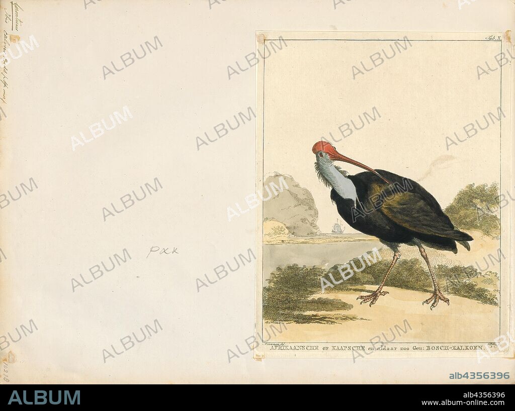 Geronticus calvus, Print, The southern bald ibis (Geronticus calvus) is a large bird found in open grassland or semi-desert in the mountains of southern Africa. Taxonomically, it is most closely related to its counterpart in the northern regions of Africa, the waldrapp (Geronticus eremita). As a species, it has a very restricted homerange, limited to the southern tips of South Africa in highland and mountainous regions., 1700-1880.