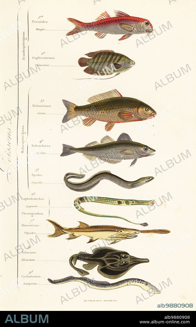 Orders of fish. Red mullet, Mullus barbatus, blue gourami, Trichogaster trichopterus, carp, Cyprinus carpio, merling, Merlangius merlangus, critically endangered European eel, Anguilla anguilla, broadnosed pipefish, Syngnathus typhle, American paddlefish, Polyodon spathula, critically endangered smoothnose wedgefish, Rhynchobatus laevis, and sea lamprey, Petromyzon marinus. Percoides, rouget, blue gourami, Osphromenes, gaurami, Abdominaux, carpe, Subrachiens, merlan, Apodes, anguille, Lophobranches, syngnathe, Plectoguathes, Sturioniens, polyodon, Selaciens, rhinobate, Cylcostomes, lamproie. Handcoloured steel engraving printed by F. Chardon from Achille Comtes Musee dHistoire Naturelle, Museum of Natural History, Gustave Hazard, Paris, 1854.