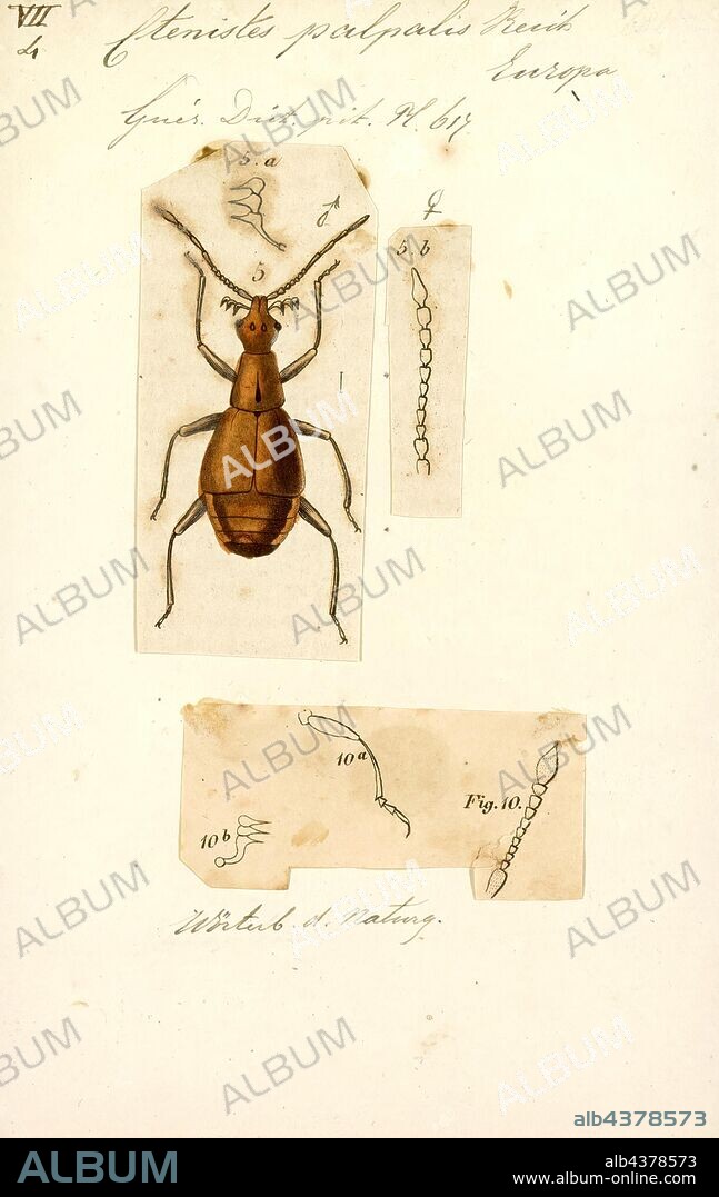 Ctenistes, Print, Pselaphinae are a subfamily of beetles in the family Staphylinidae, the rove beetles. The group was originally regarded as a separate family named Pselaphidae. Newton and Thayer (1995) placed them in the Omaliine group of the family Staphylinidae based on shared morphological characters.